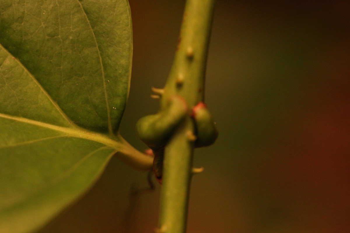 Smilax perfoliata Lour.